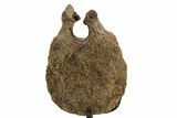 Hadrosaur (Edmontosaurus) Caudal Vertebra w/ Stand - Wyoming #377730-4